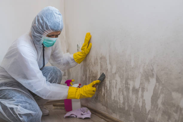 Best Mold Damage Repair  in Perryville, AR