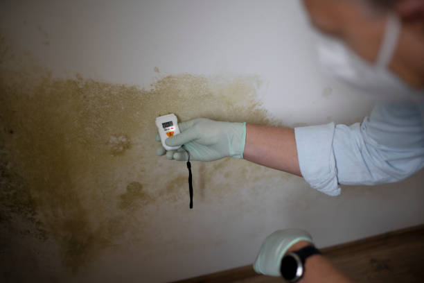 Best Attic Mold Removal  in Perryville, AR