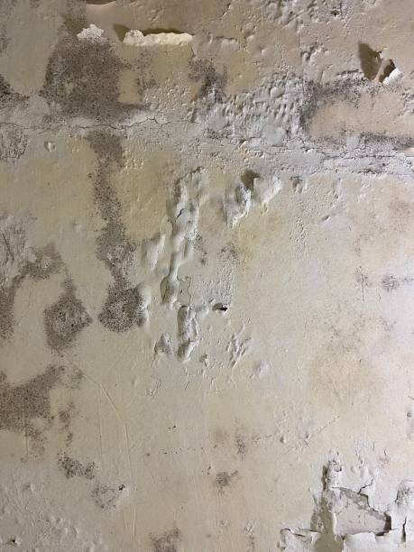 Best Local Mold Removal Service  in Perryville, AR