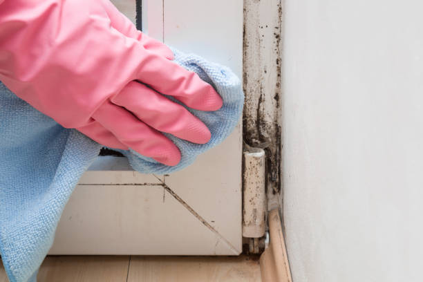 Best Affordable Mold Removal  in Perryville, AR