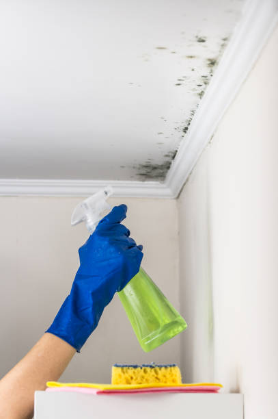 Best Home Mold Removal  in Perryville, AR