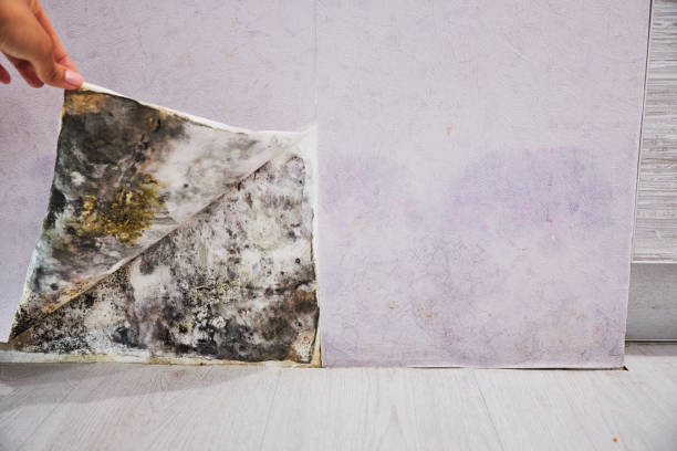 Best Commercial Mold Removal  in Perryville, AR